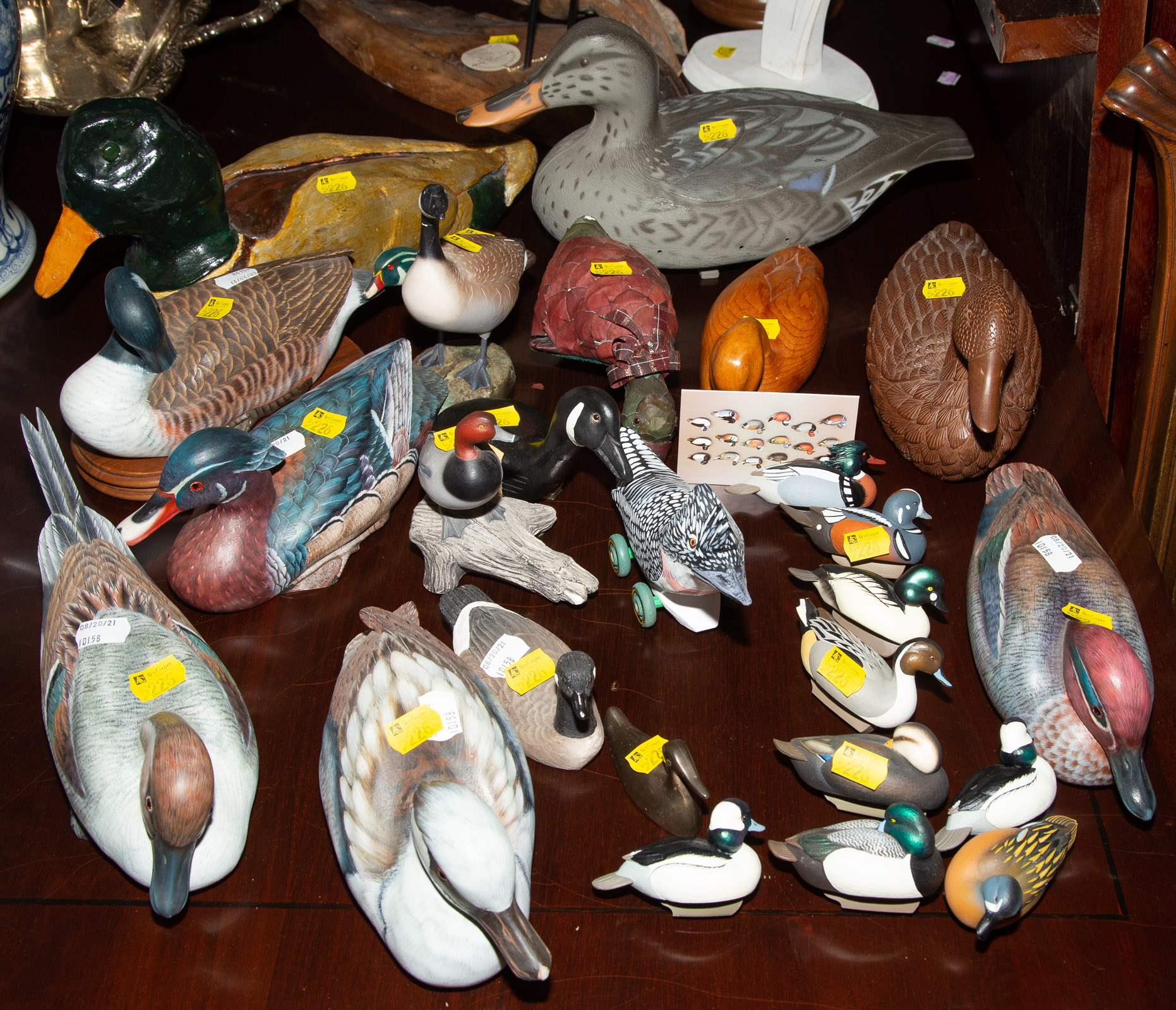LARGE GROUP OF DUCKS & BIRDS Most