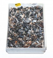 LARGE GROUP OF FOSSIL SHARKS'