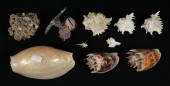 LARGE GROUP OF SEA SHELLS OYST