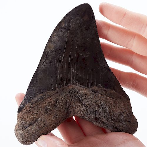 LARGE HOOKED MEGALODON TOOTHOne