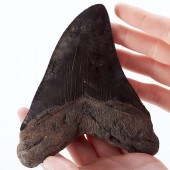LARGE HOOKED MEGALODON TOOTHOn
