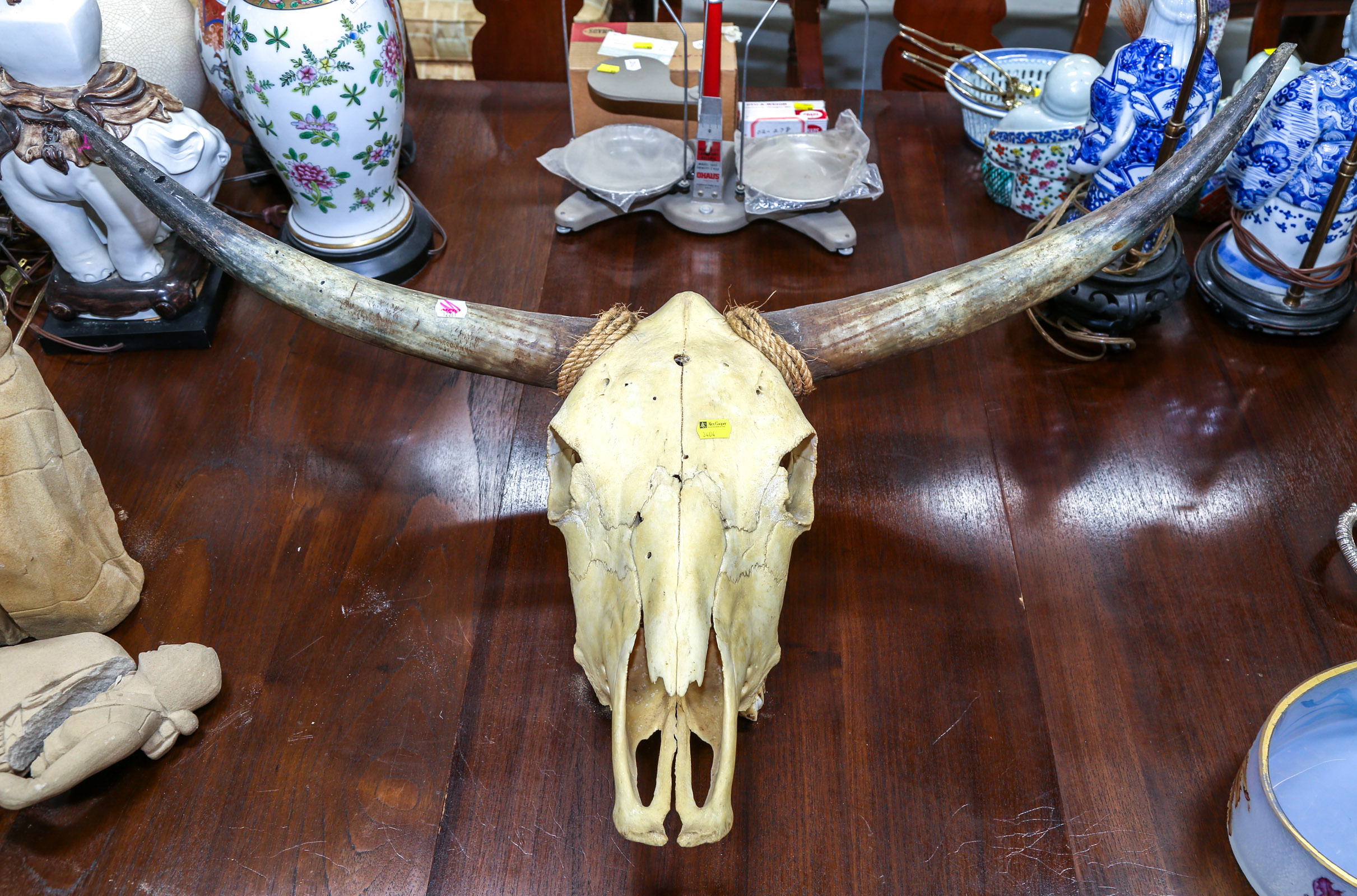 LARGE LONGHORN STEER SKULL 15 in.
