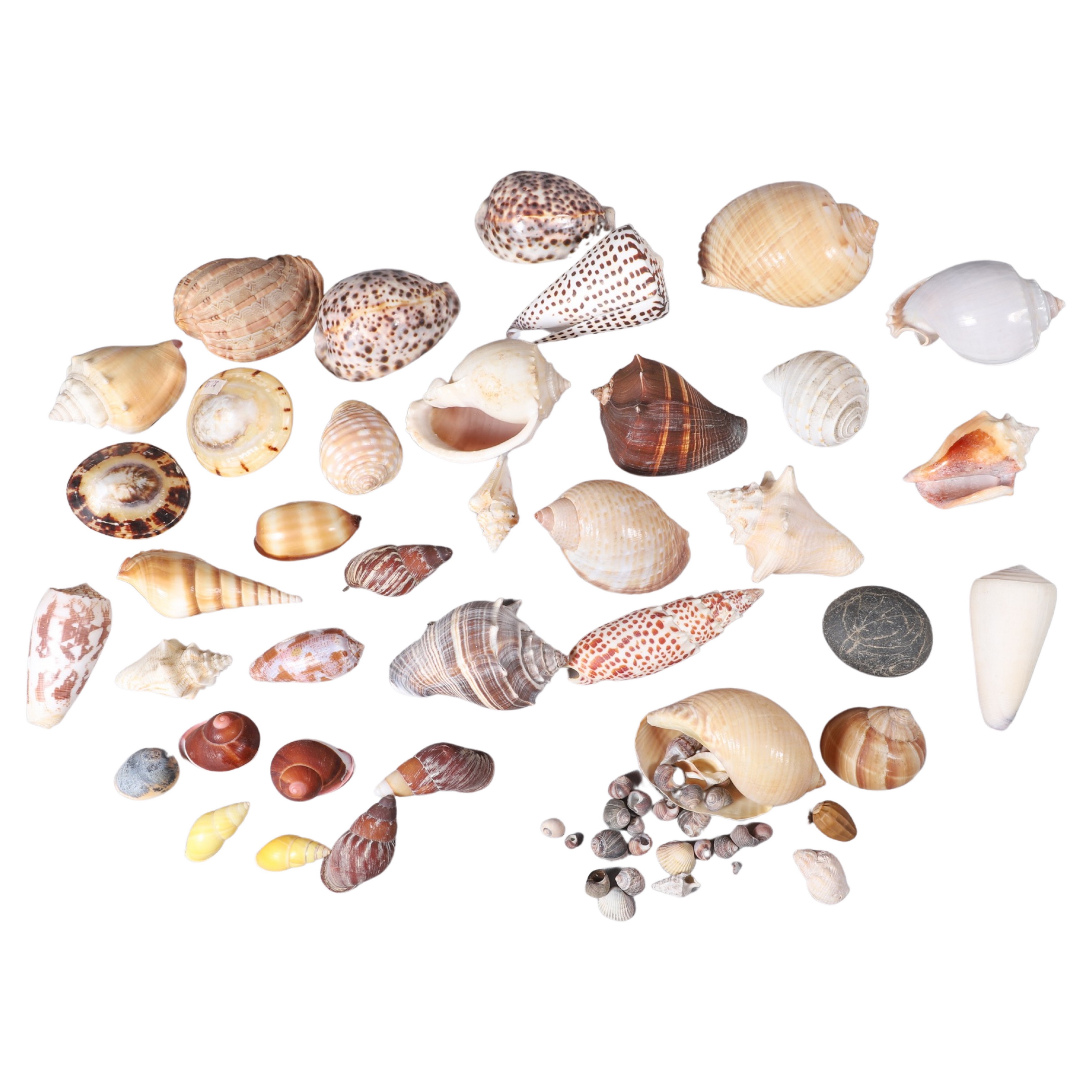 Large lot of seashell, largest 4"