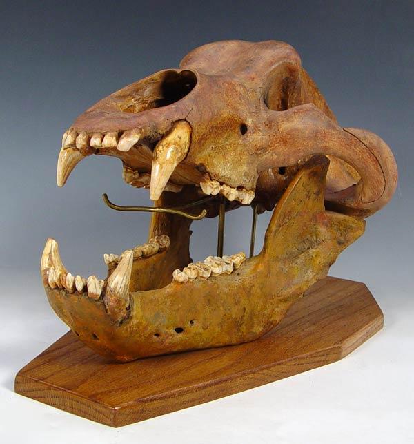 LARGE MALE EUROPEAN CAVE BEAR SKULL