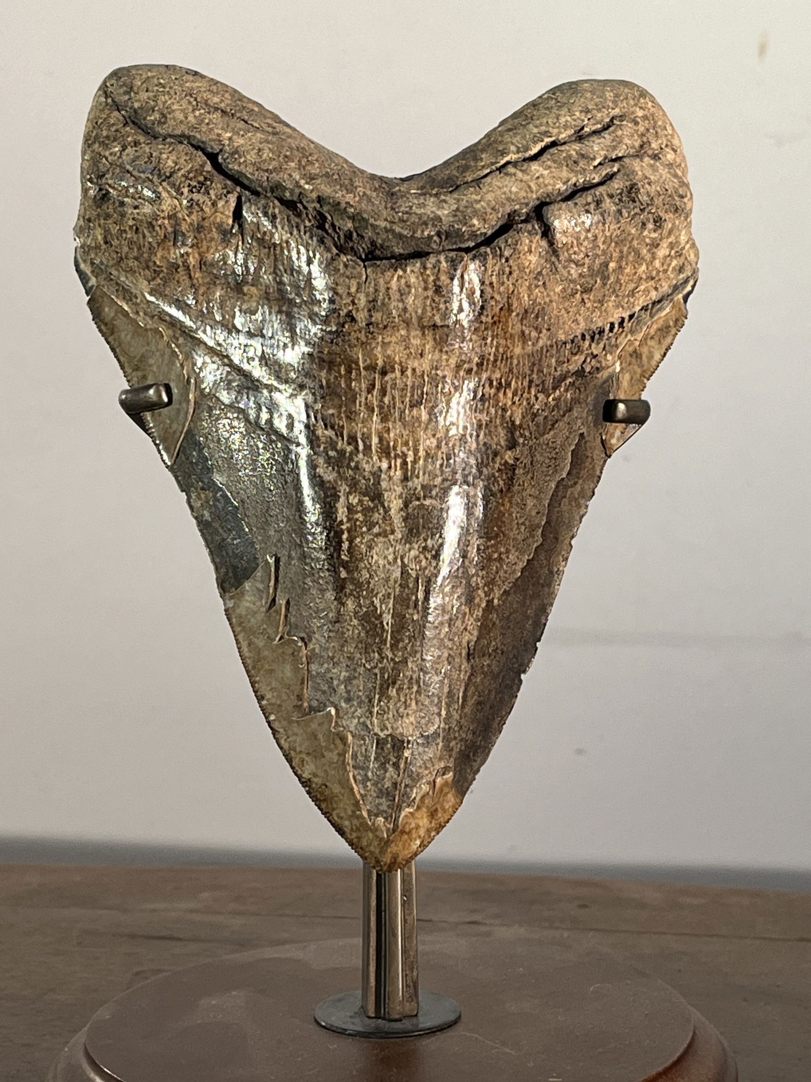 LARGE MEGALODON TOOTHA large