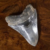 LARGE MEGALODON TOOTHA LARGE M