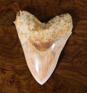 LARGE MEGALODON TOOTHA LARGE M