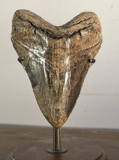 LARGE MEGALODON TOOTH<br>A lar