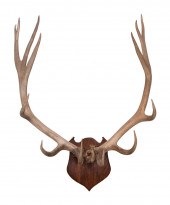 LARGE MOUNTED ELK RACK 20TH CE