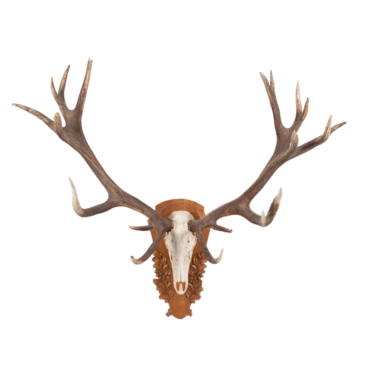 LARGE MOUNTED RED STAG ANTLERS &