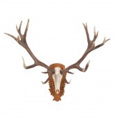 LARGE MOUNTED RED STAG ANTLERS