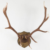 LARGE MOUNTED STAG HORNS<br>Pr