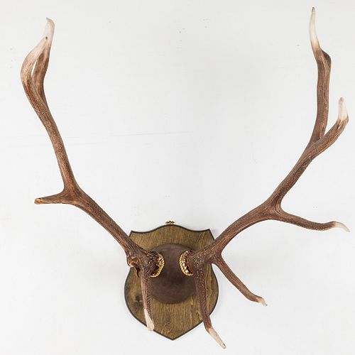 LARGE MOUNTED STAG HORNSProperty