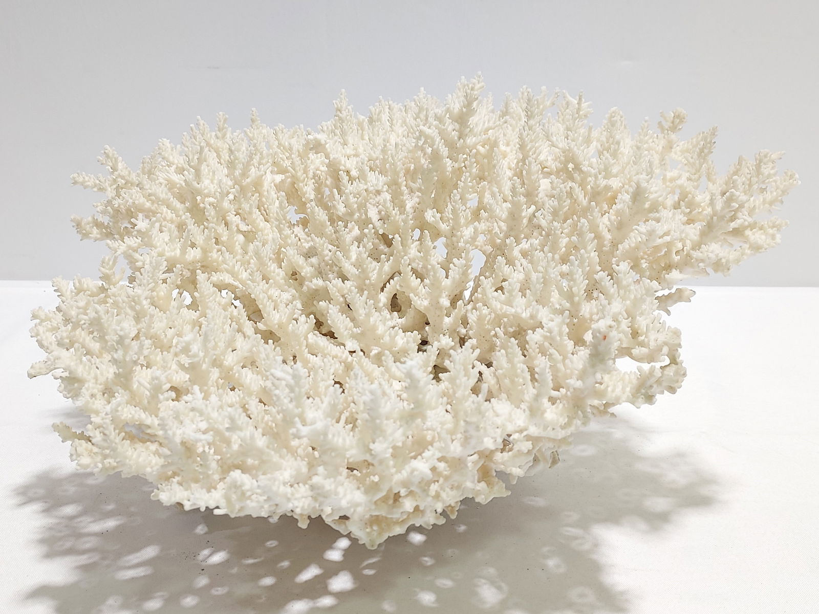 LARGE NATURAL ACROPORA CORAL COLONY