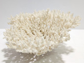 LARGE NATURAL ACROPORA CORAL C