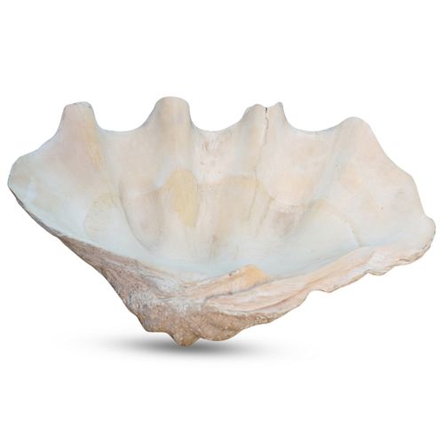 LARGE NATURAL CLAM SHELL