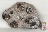 LARGE NATURAL FOSSIL AMMONITE
