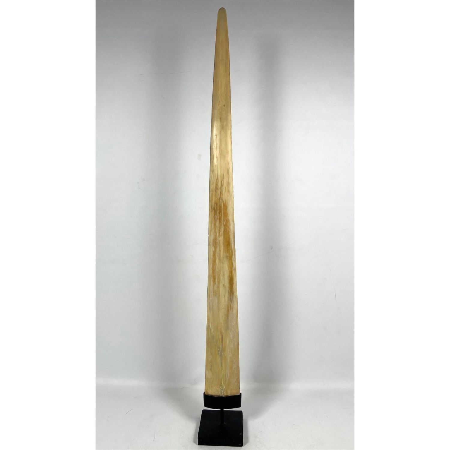Large Natural swordfish bill with