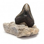 LARGE NORTH CAROLINA MEGALODON