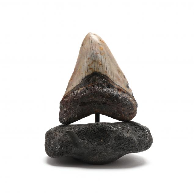 LARGE NORTH CAROLINA MEGALODON