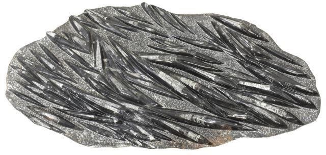 LARGE ORTHOCERAS FOSSIL PLATE,