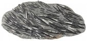 LARGE ORTHOCERAS FOSSIL PLATE,