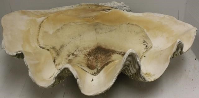 LARGE PACIFIC CLAM SHELL,