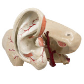 LARGE PAPIER MACHE ANATOMICAL