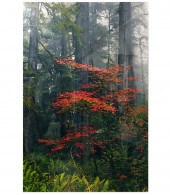 LARGE PETER LIK 'SPLASH OF RED