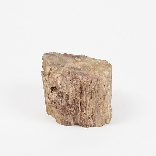 LARGE PETRIFIED WOOD STUMP OR