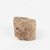 LARGE PETRIFIED WOOD STUMP OR