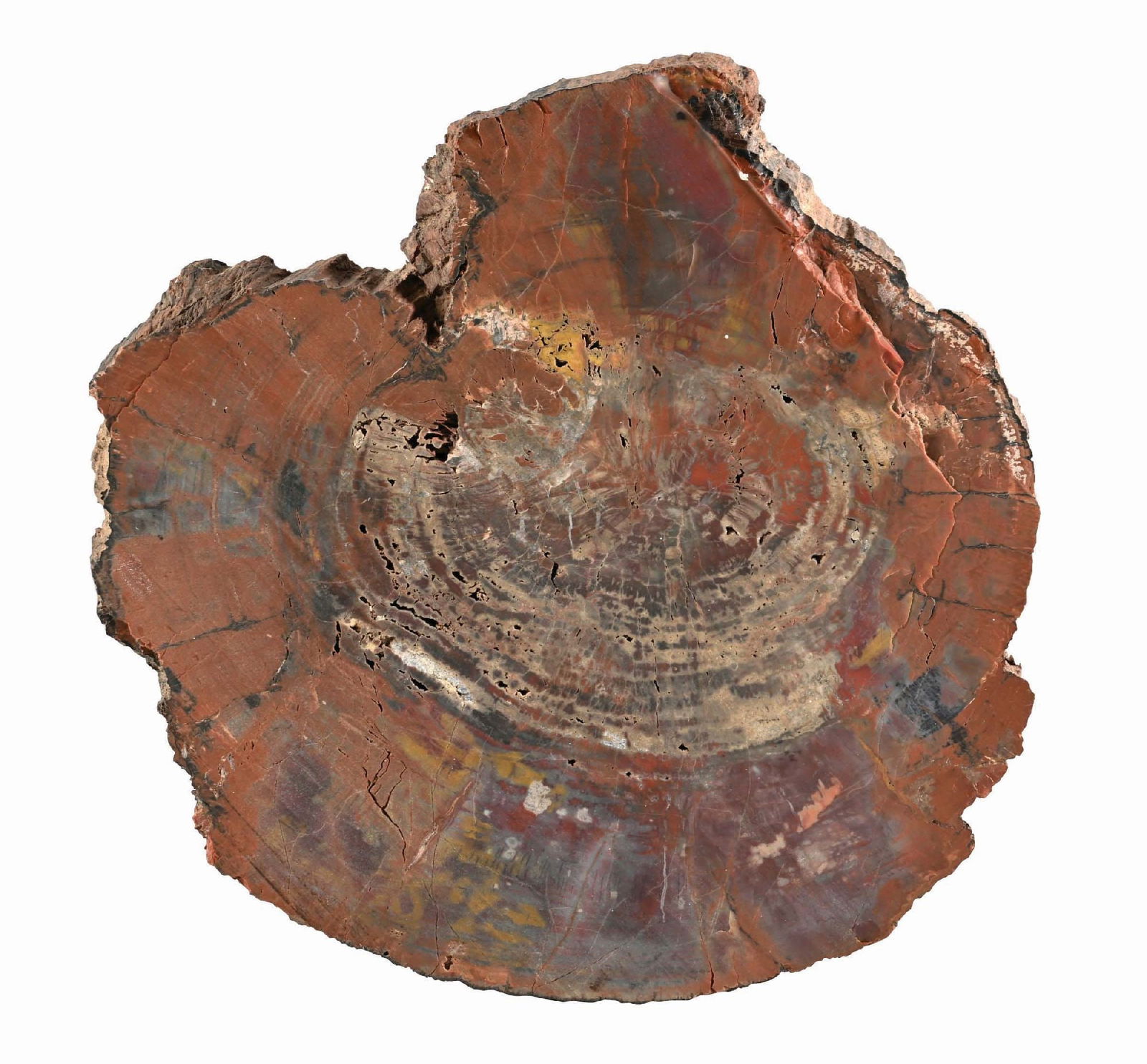LARGE PIECE OF PETRIFIED WOODA