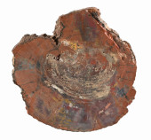 LARGE PIECE OF PETRIFIED WOOD<