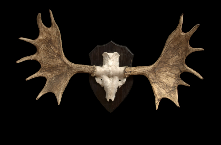 Large Pine-Mounted Pair of Moose