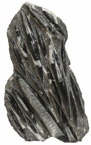 LARGE POLISHED ORTHOCERAS FOSSIL