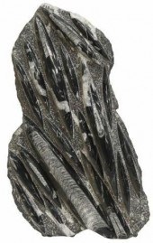 LARGE POLISHED ORTHOCERAS FOSS