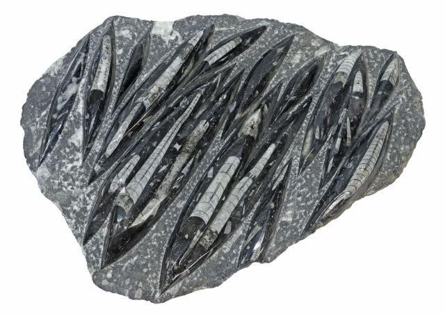 LARGE POLISHED ORTHOCERAS FOSSIL