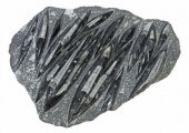 LARGE POLISHED ORTHOCERAS FOSS