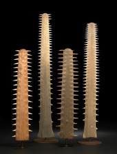 Large Polished Sawfish Rostrum