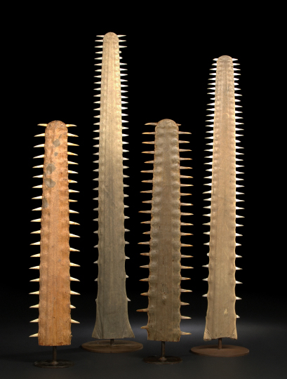 Large Polished Sawfish Rostrum, 