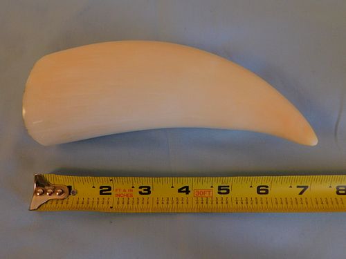 LARGE POLISHED WHALE TOOTHLarge