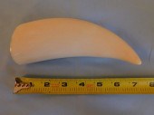 LARGE POLISHED WHALE TOOTHLarg