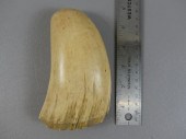 LARGE RAW WHALE TOOTHLarge, ra