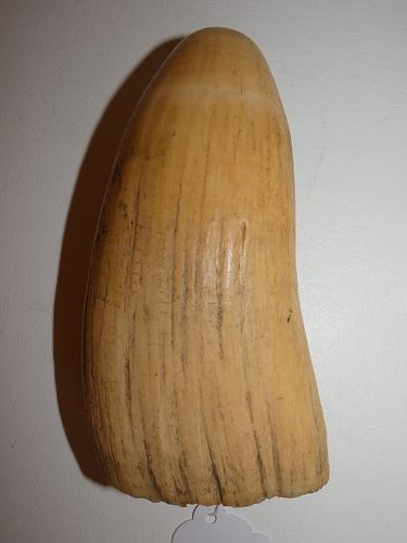 LARGE RAW WHALE TOOTHLarge raw