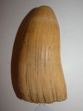 LARGE RAW WHALE TOOTHLarge raw