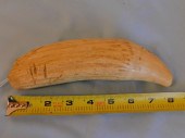 LARGE RAW WHALE TOOTHLarge raw