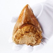 LARGE RED MEGALODON TOOTH FOSS