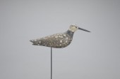 LARGE RUDDY TURNSTONESouth Sho