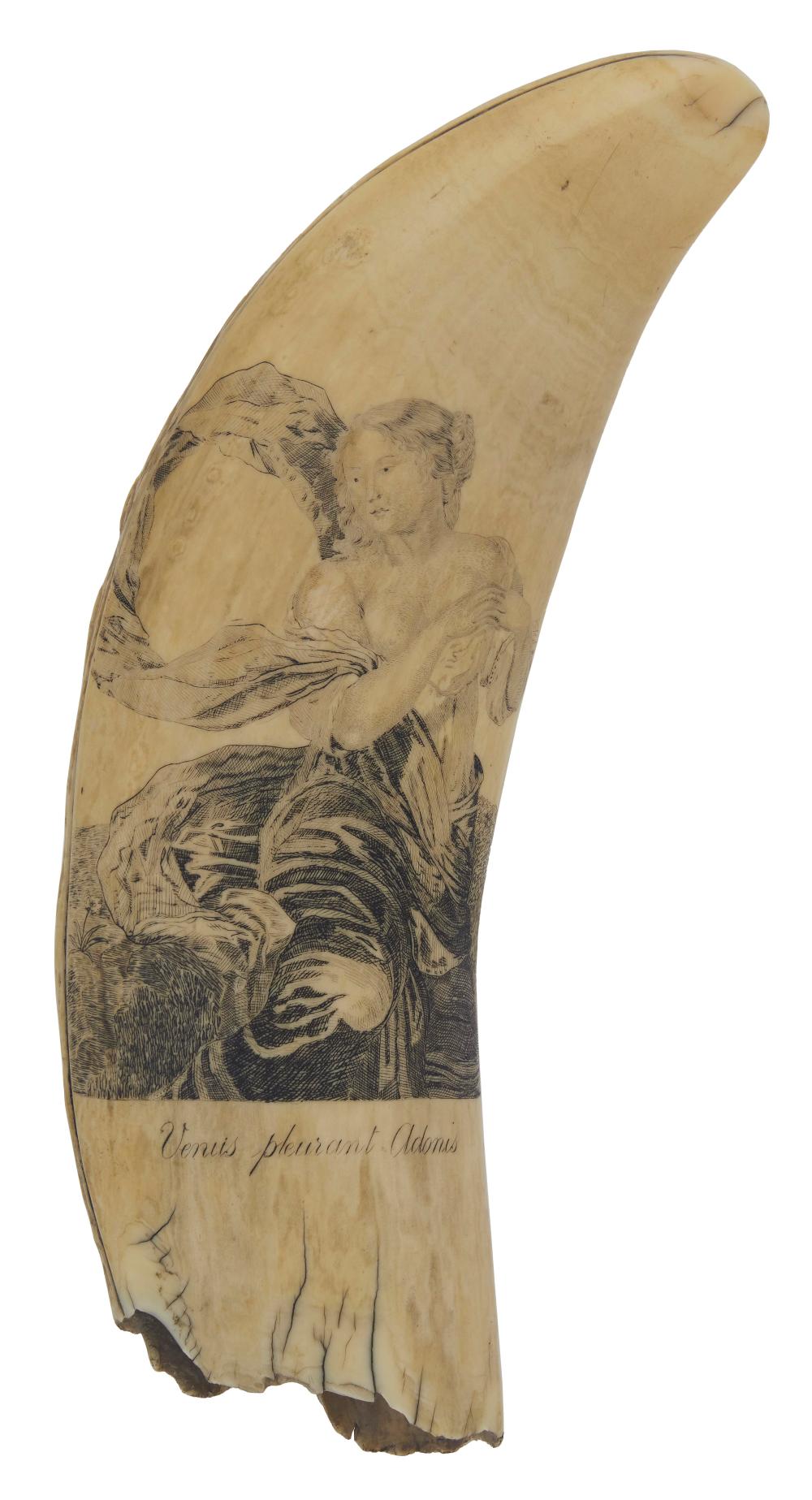 LARGE SCRIMSHAW WHALE’S TOOTH BY