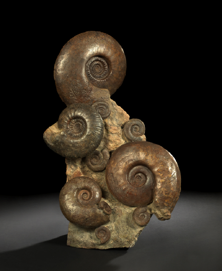 Large Sculptural Ammonoid Fossil